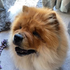 chow chow