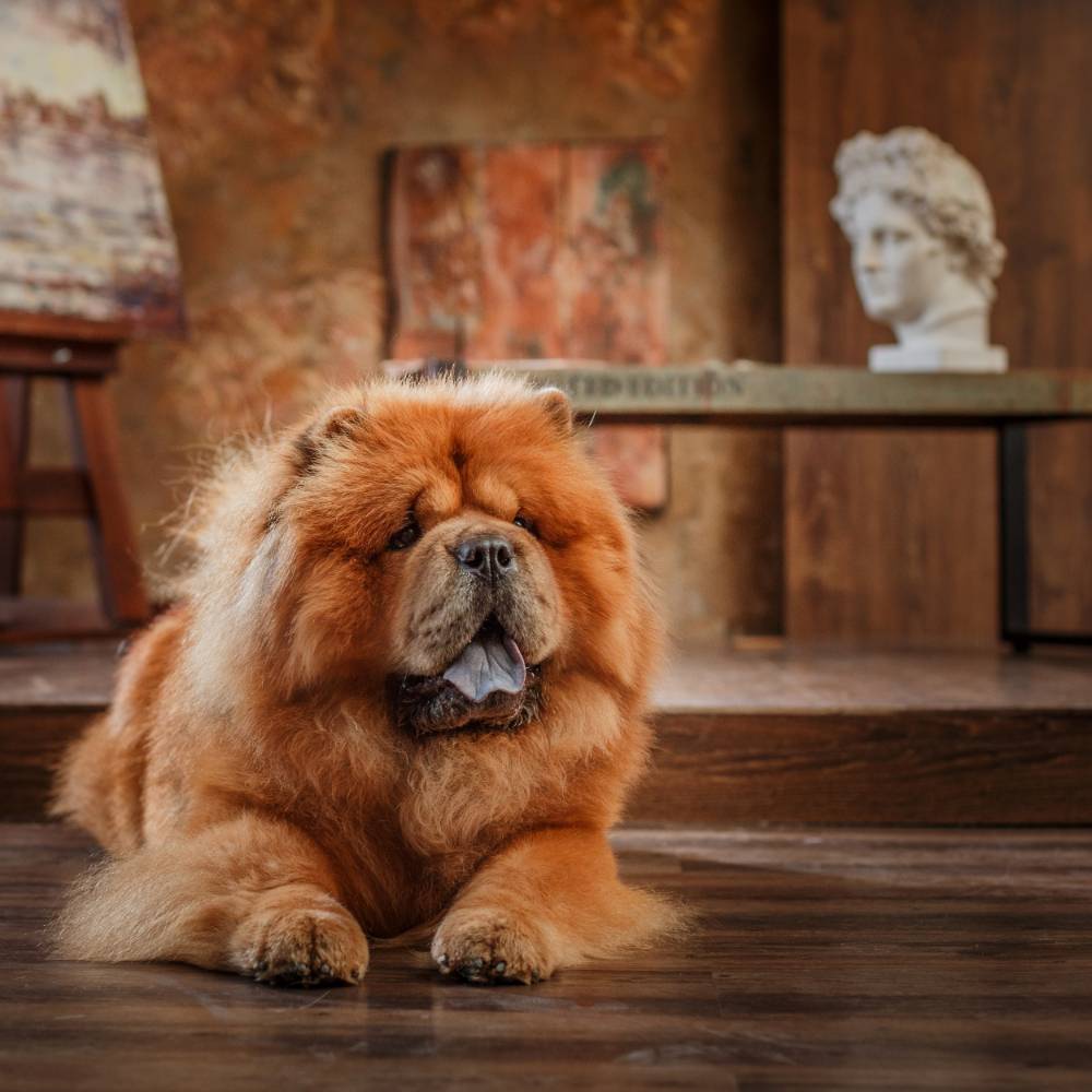 Famous Chow Chows Throughout History Chow Chow Community