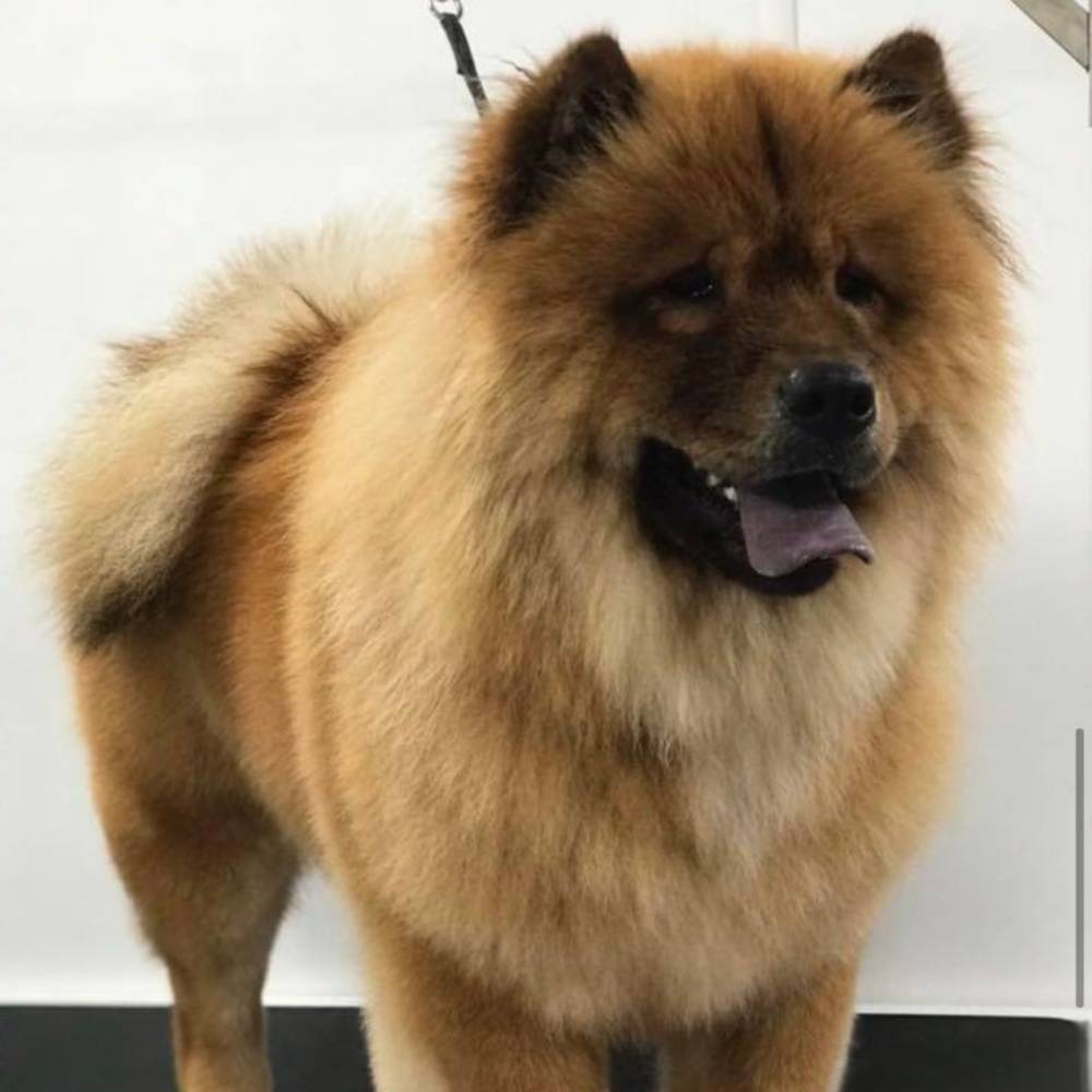 Chow chow grooming kit sale