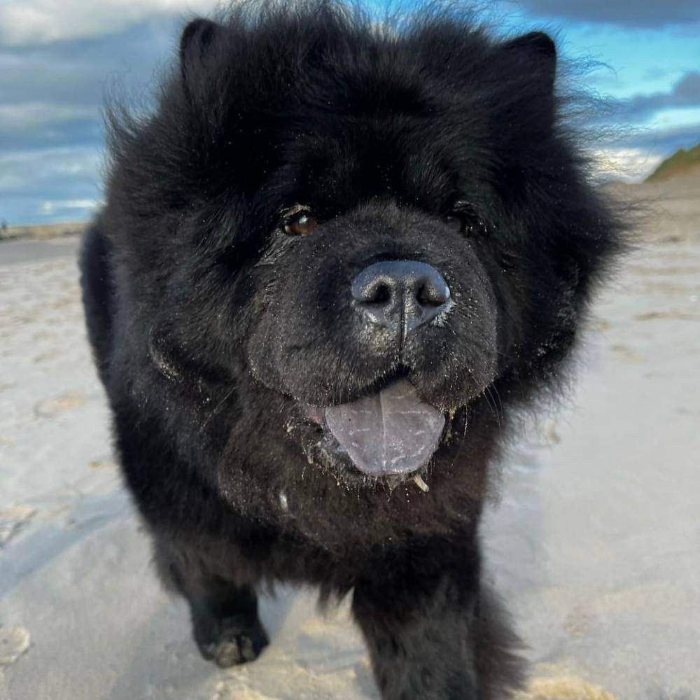 Why Do Chow Chows Have Blue Tongues The Unknown Truth Chow Chow