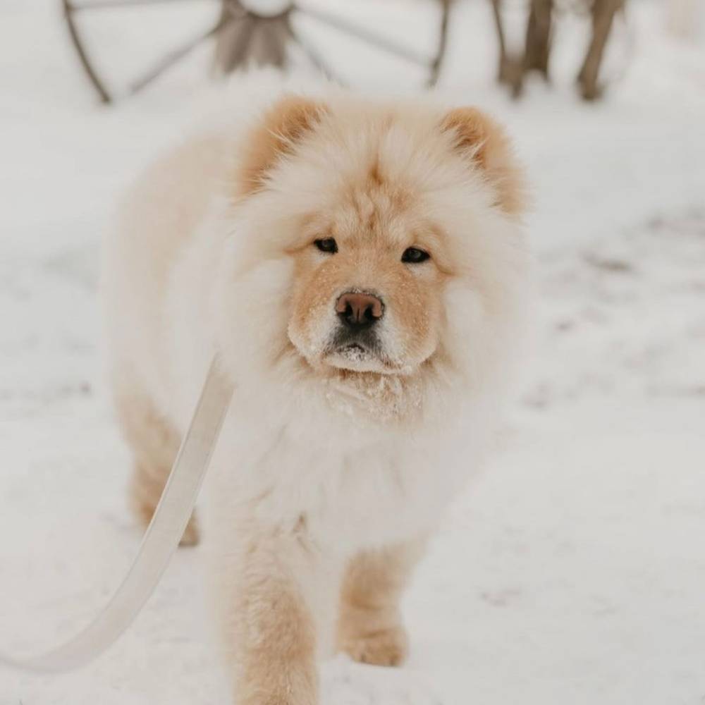 Winter Care Essentials for Chow Chows Chow Chow Community