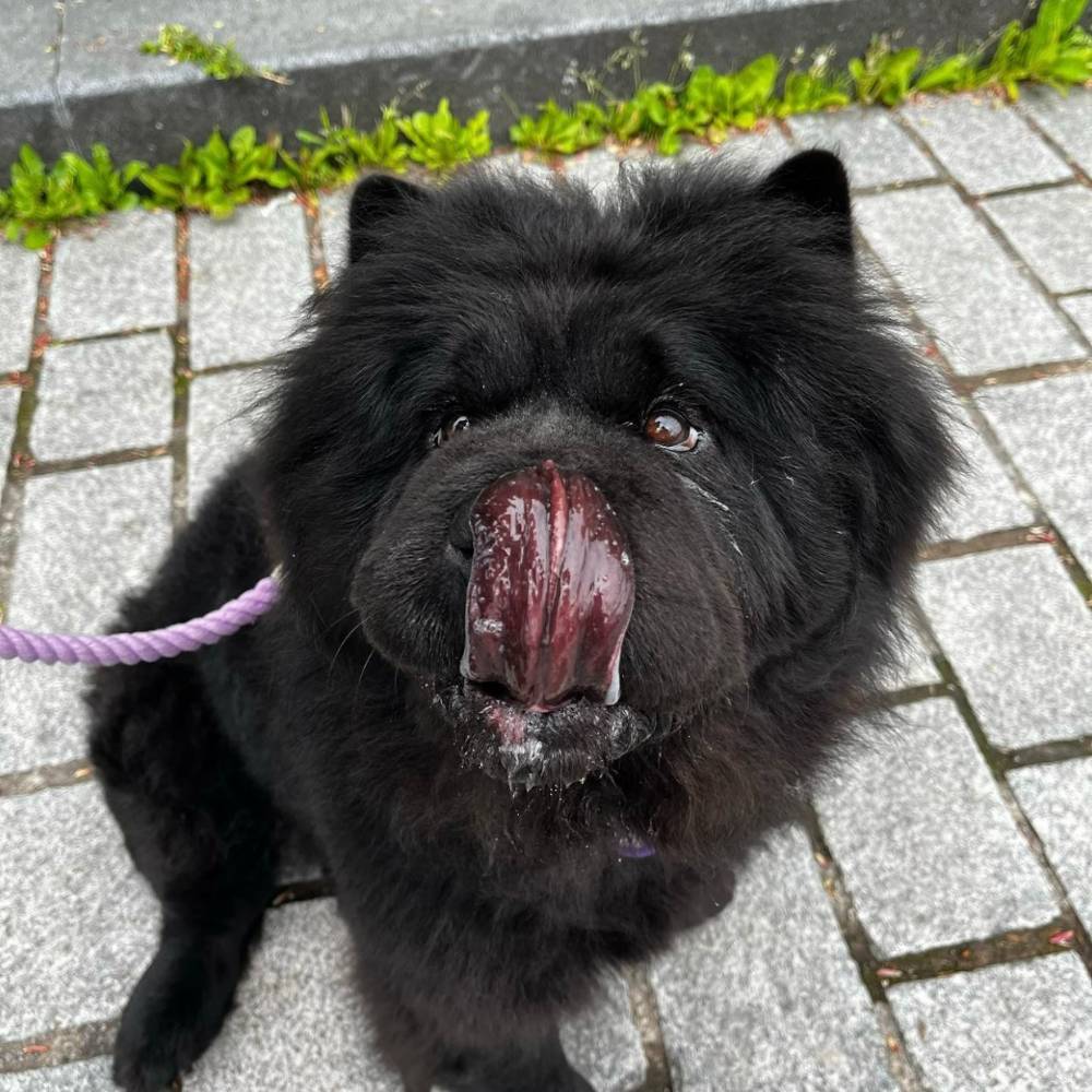 chow chow tongue