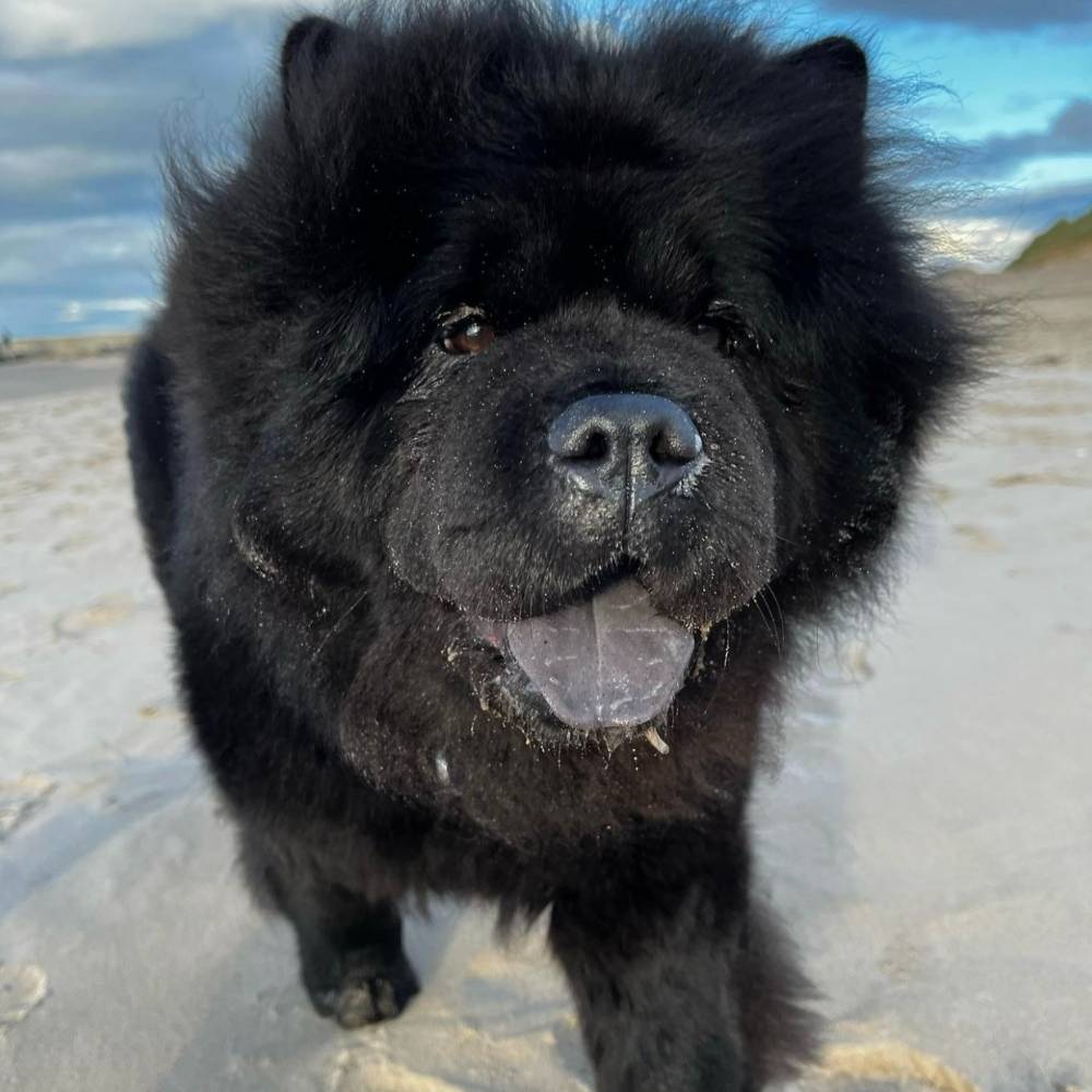 schwarze Chow Chow Mischung