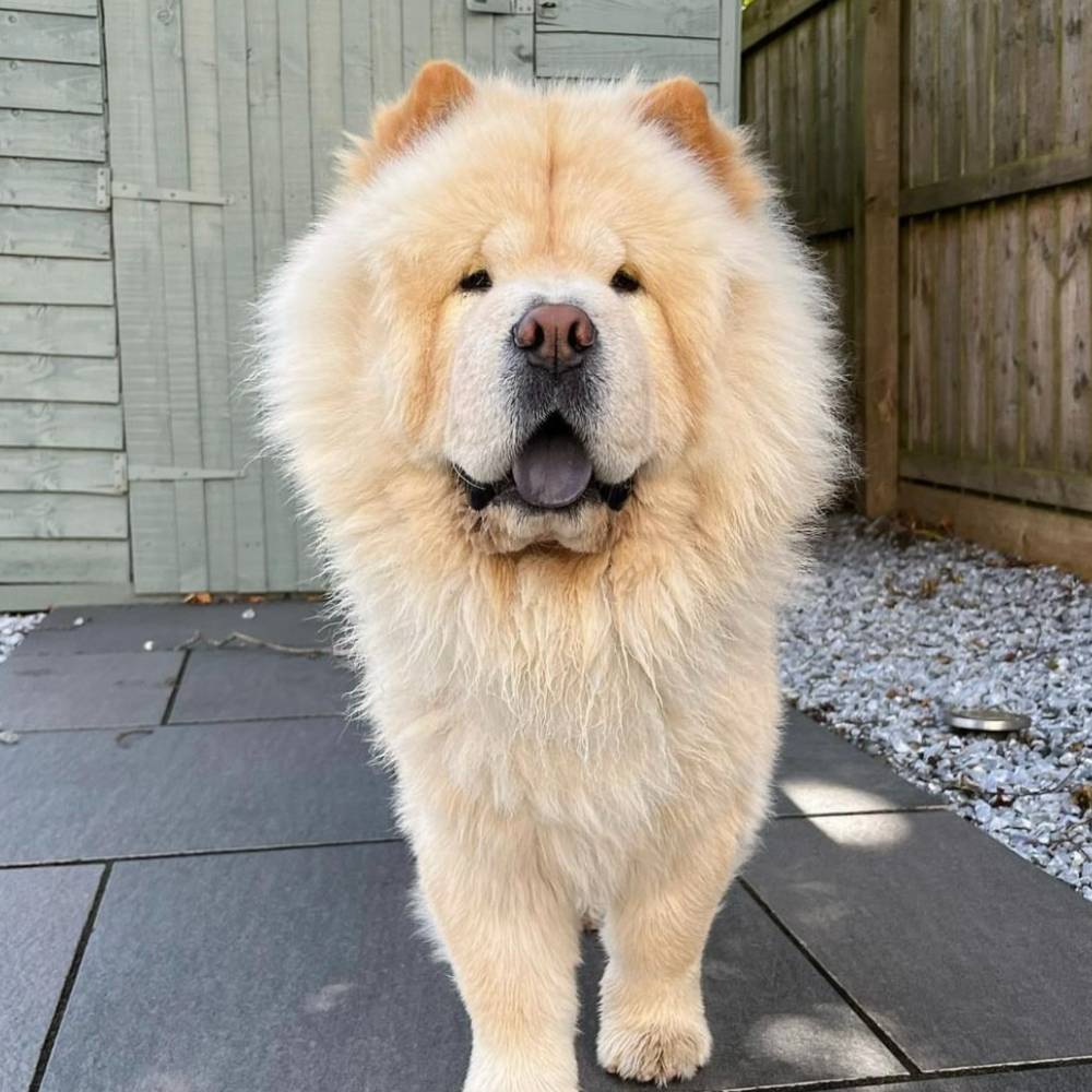 chow chow standing