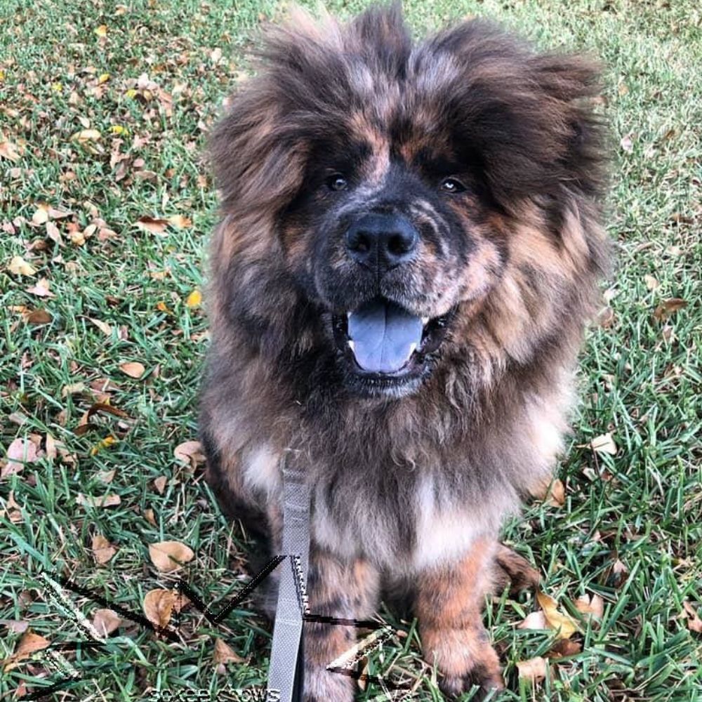 Grey chow chow puppies hotsell for sale