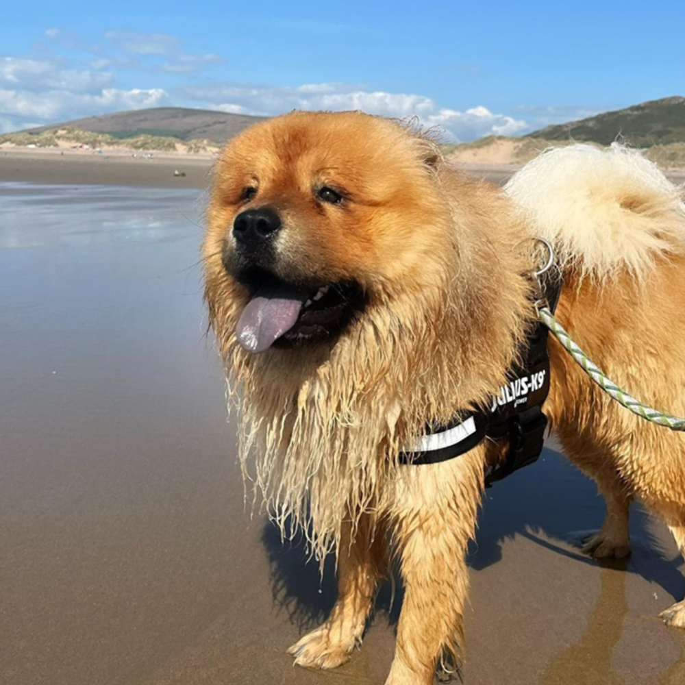 Heatwave Help - Keeping Your Chow Chow Cool During The Summer