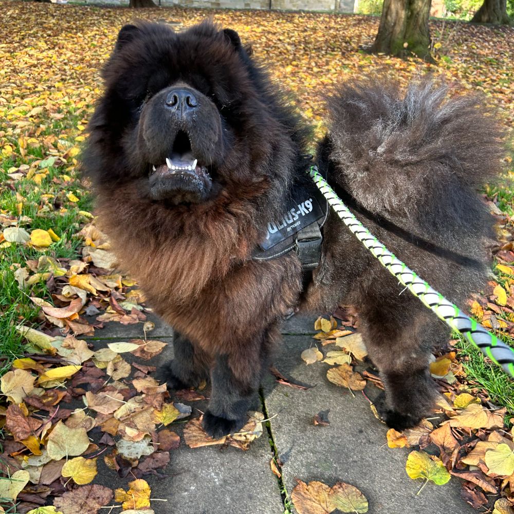 Training Your Chow Chow: Patience & Overcoming Stubbornness