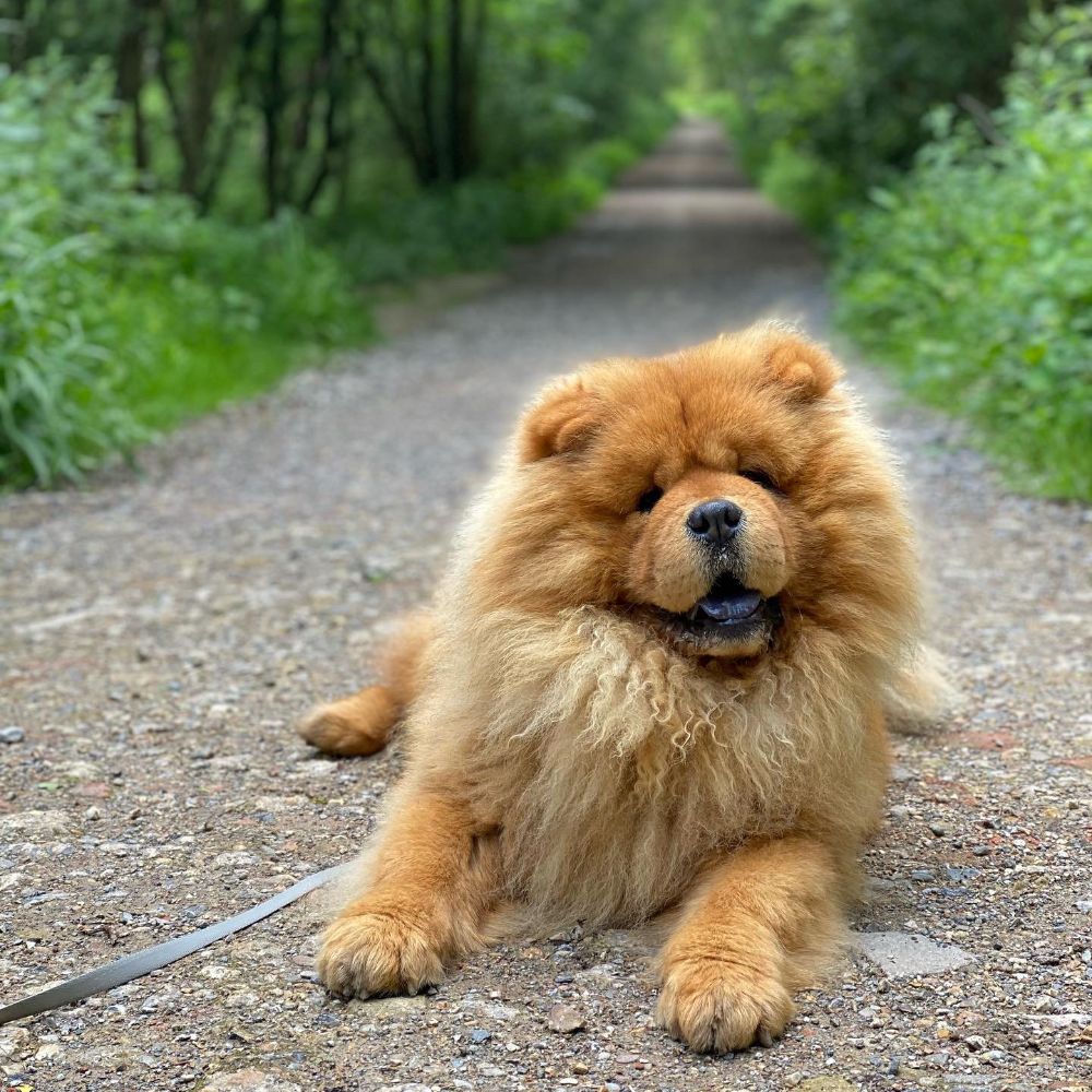 Best harness for chow chow sale