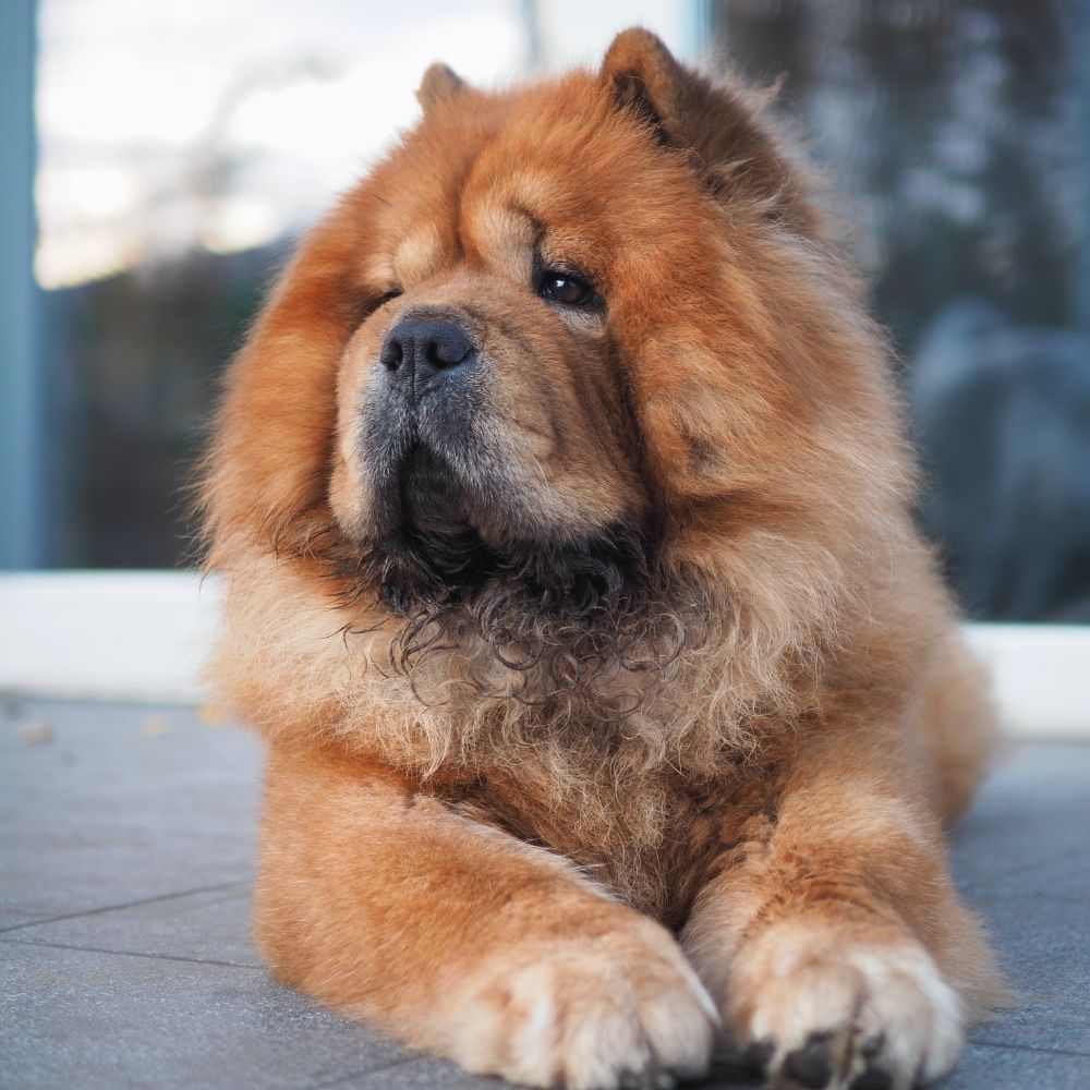 are chow chows safe