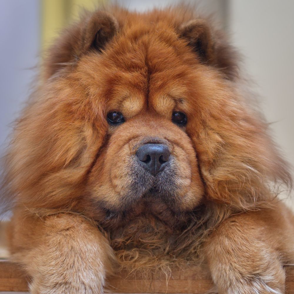 Chow chow 2024 average weight