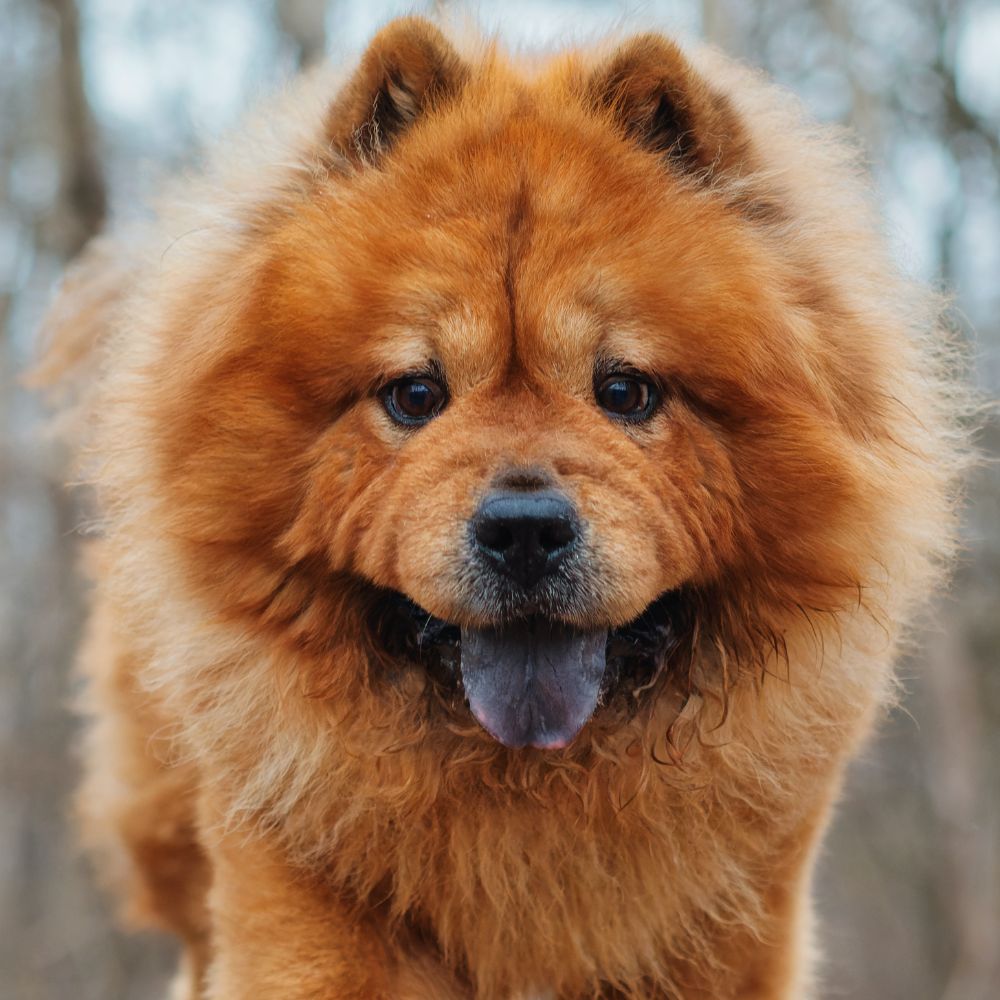 Chow chow lifespan in best sale human years