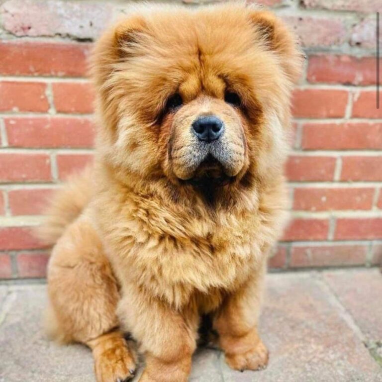 What Is A Merle Chow Chow? All You Need To Know Including These Rarely ...