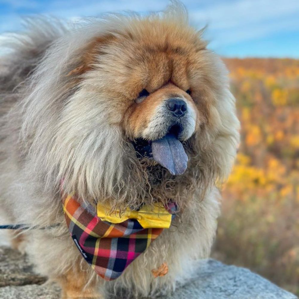 Chow chows 2025 in not